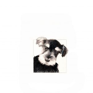 3. C 177 ct Miniature Schnauzer