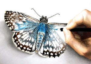 Zegel 2 Tropical checkered skipper zegel kleur FINAL