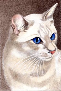 Balinese lilac Tabbypoint 85 ct 1