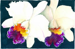 Brassolaelio Cattleya copy