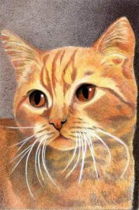 Britisch Shorthair blotchy 25 ct 1 klein