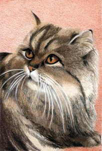 Perzian Black Tabby 285 c.1