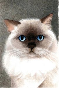 Perzian Seealpoint 20 ct 1