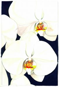 Phalaenopsis copy